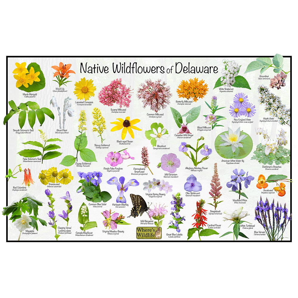 Native Wildflowers of Delaware – Plant Identification Poster