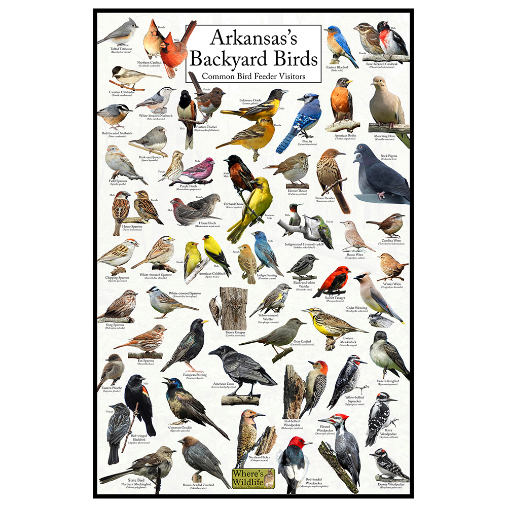 Arkansas Backyard Birds Poster – Arkansas Bird Chart – Birds At