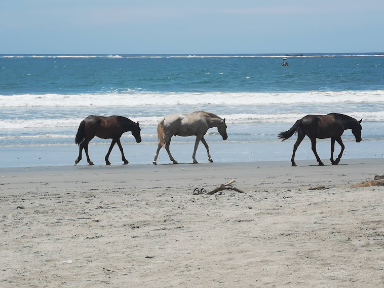 The Pacific Coast – Samara, Costa Rica
