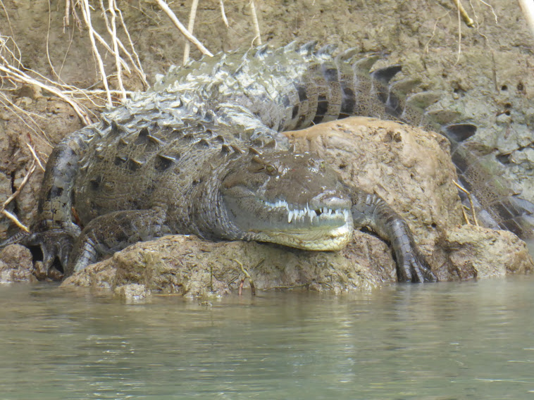 An Amazing few days in Tortuguero, Costa Rica
