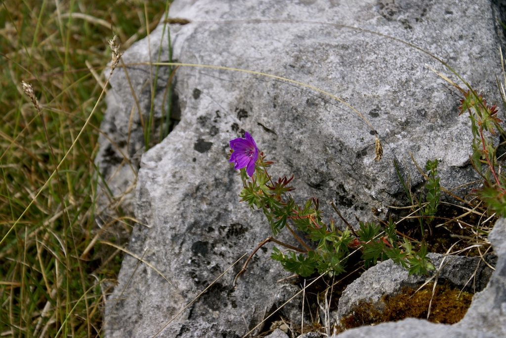 Burren, Clare