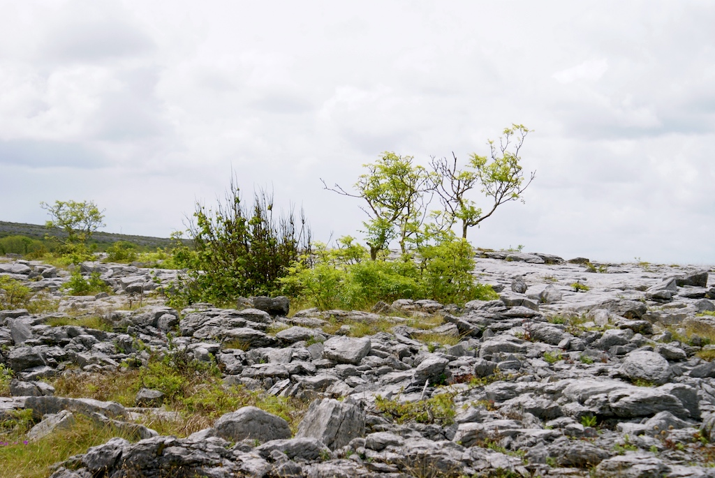 Burren, Clare