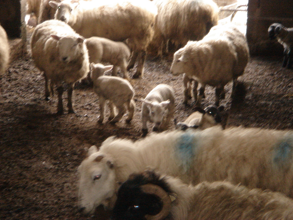 Coumduff Sheep