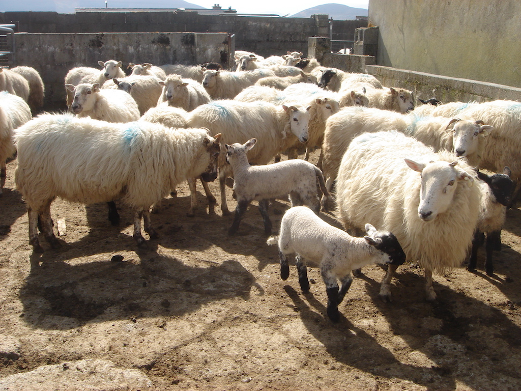 Coumduff Sheep