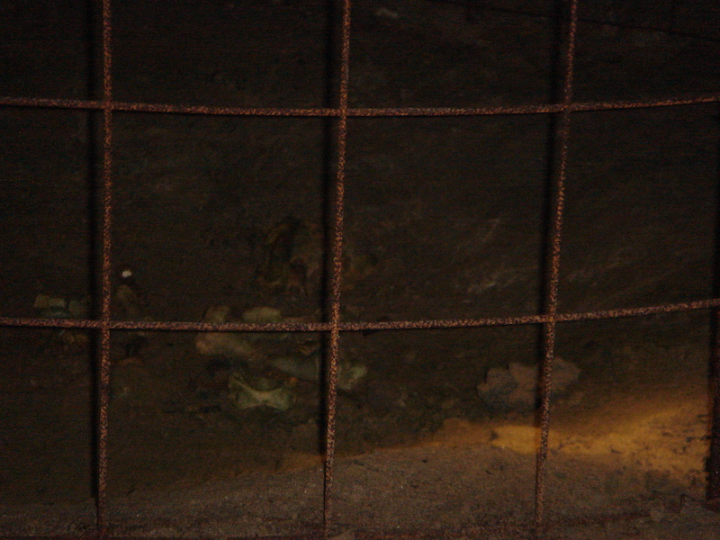 Bear bones, Aillwee Cave, Clare