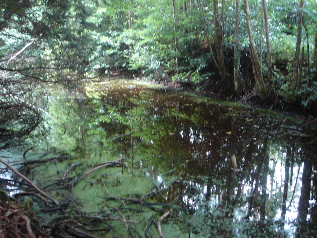 Lough Key Forest Park
