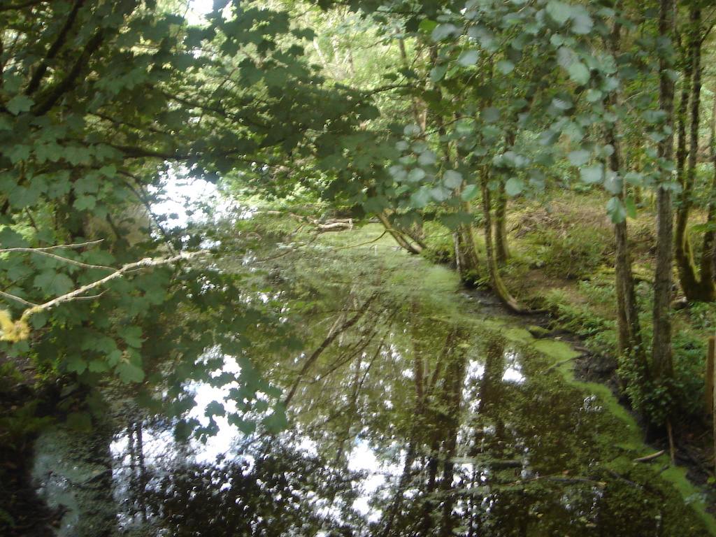Lough Key Forest Park