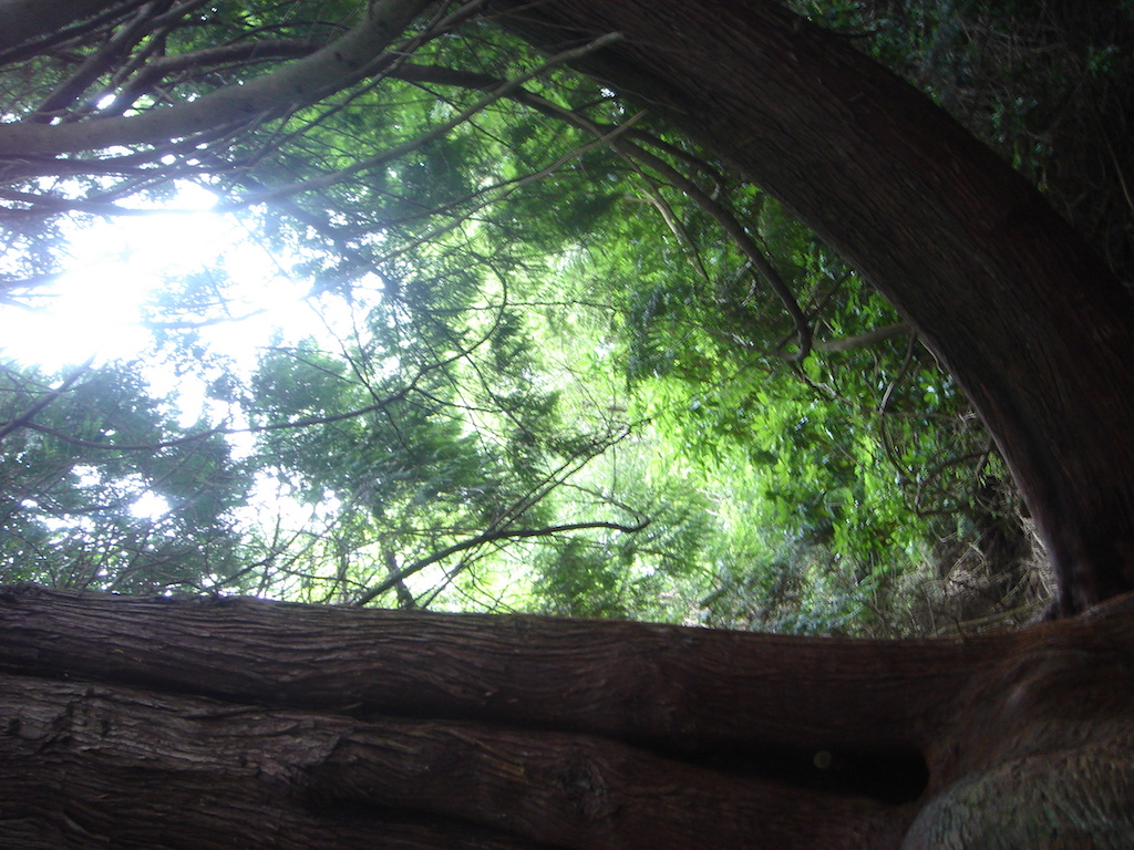 Lough Key Forest Park