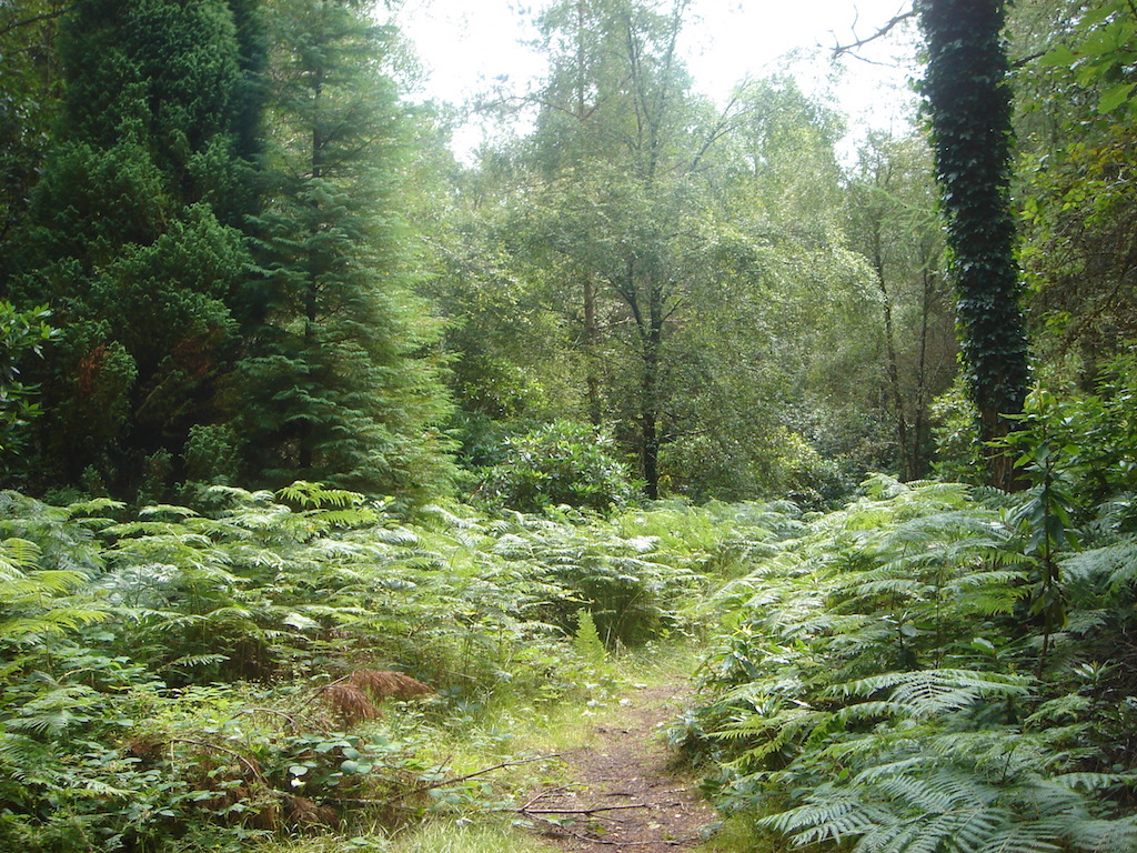 Lough Key Forest Park