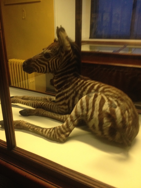 The Dead Zoo, Dublin