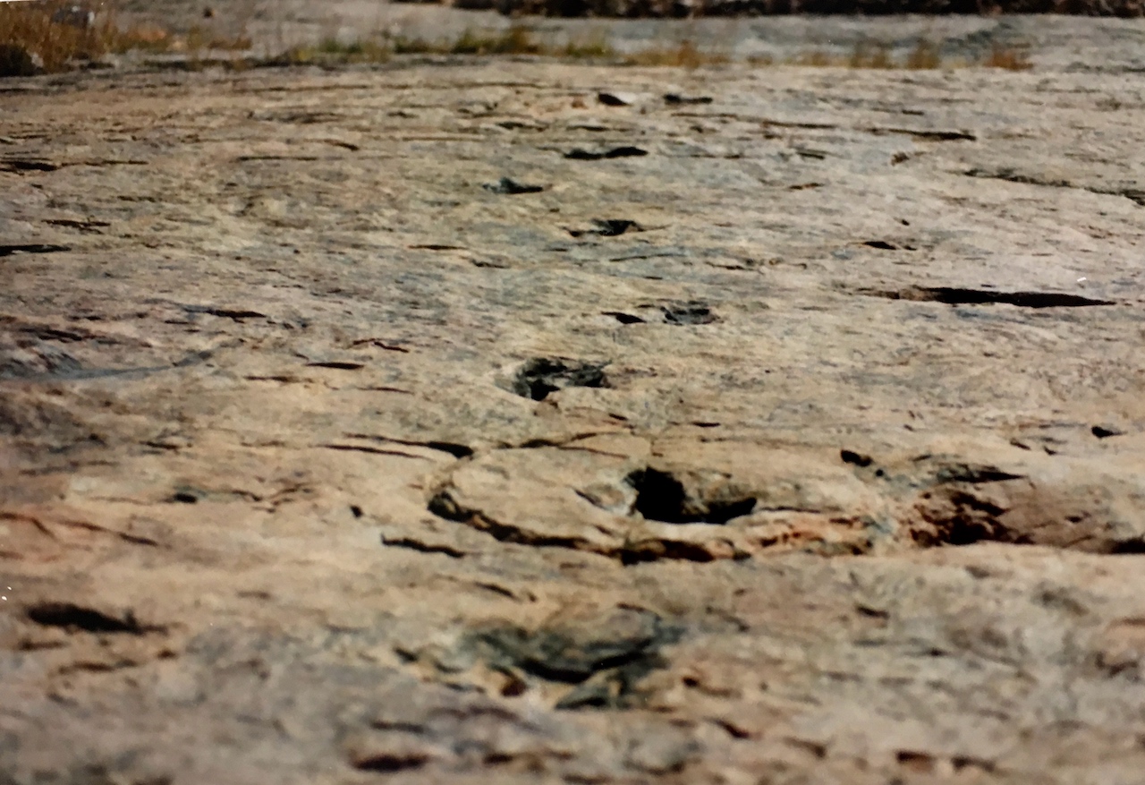 dinosaur tracks