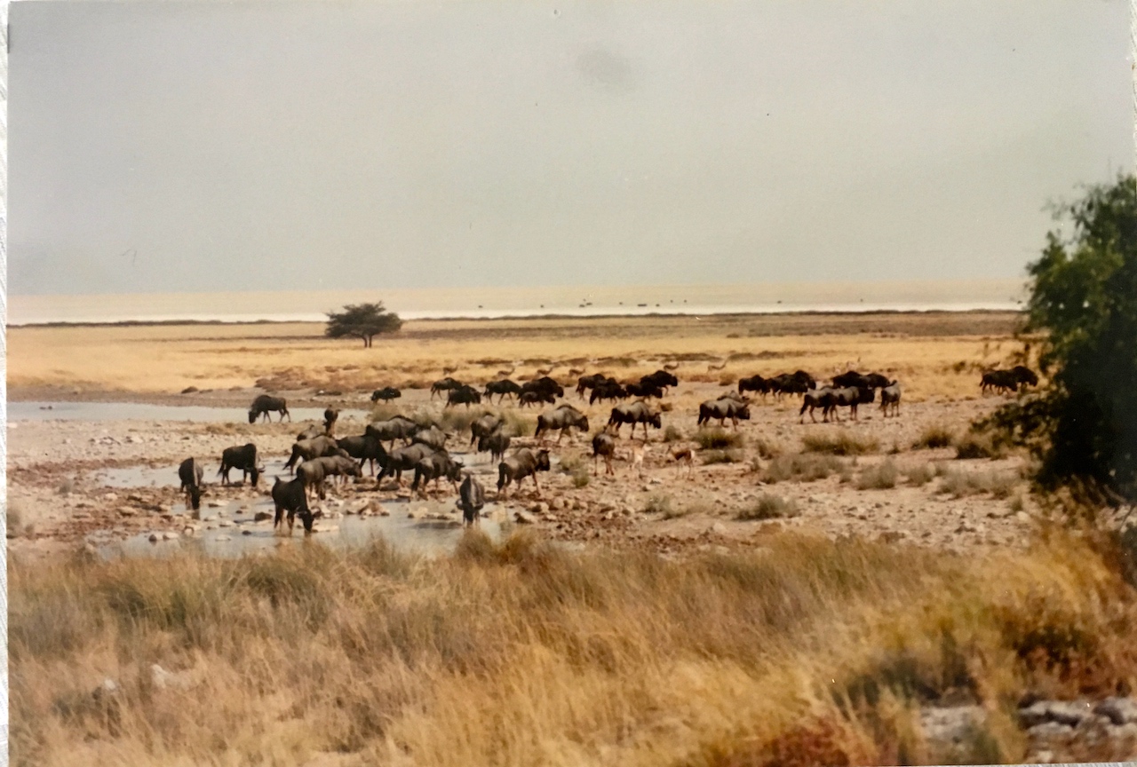 Etosha National Park