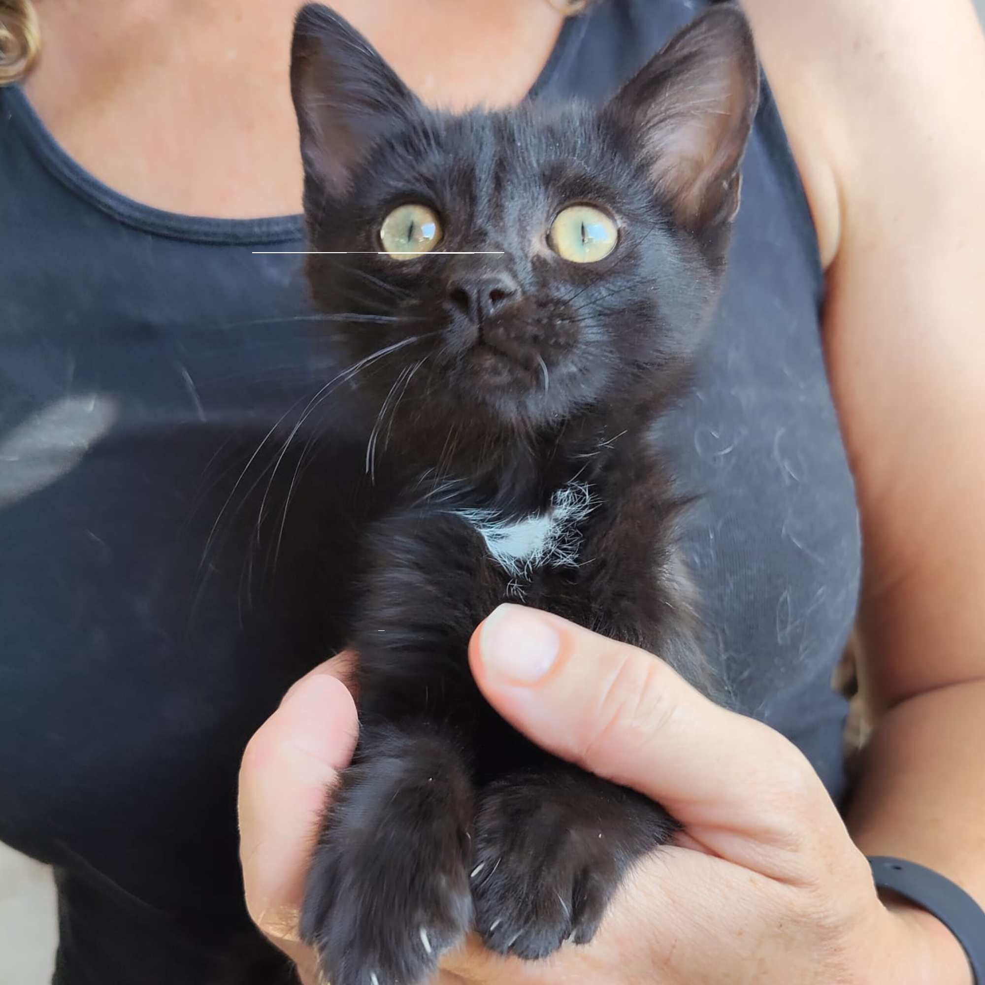 Adopt kitten in Murcia spain
