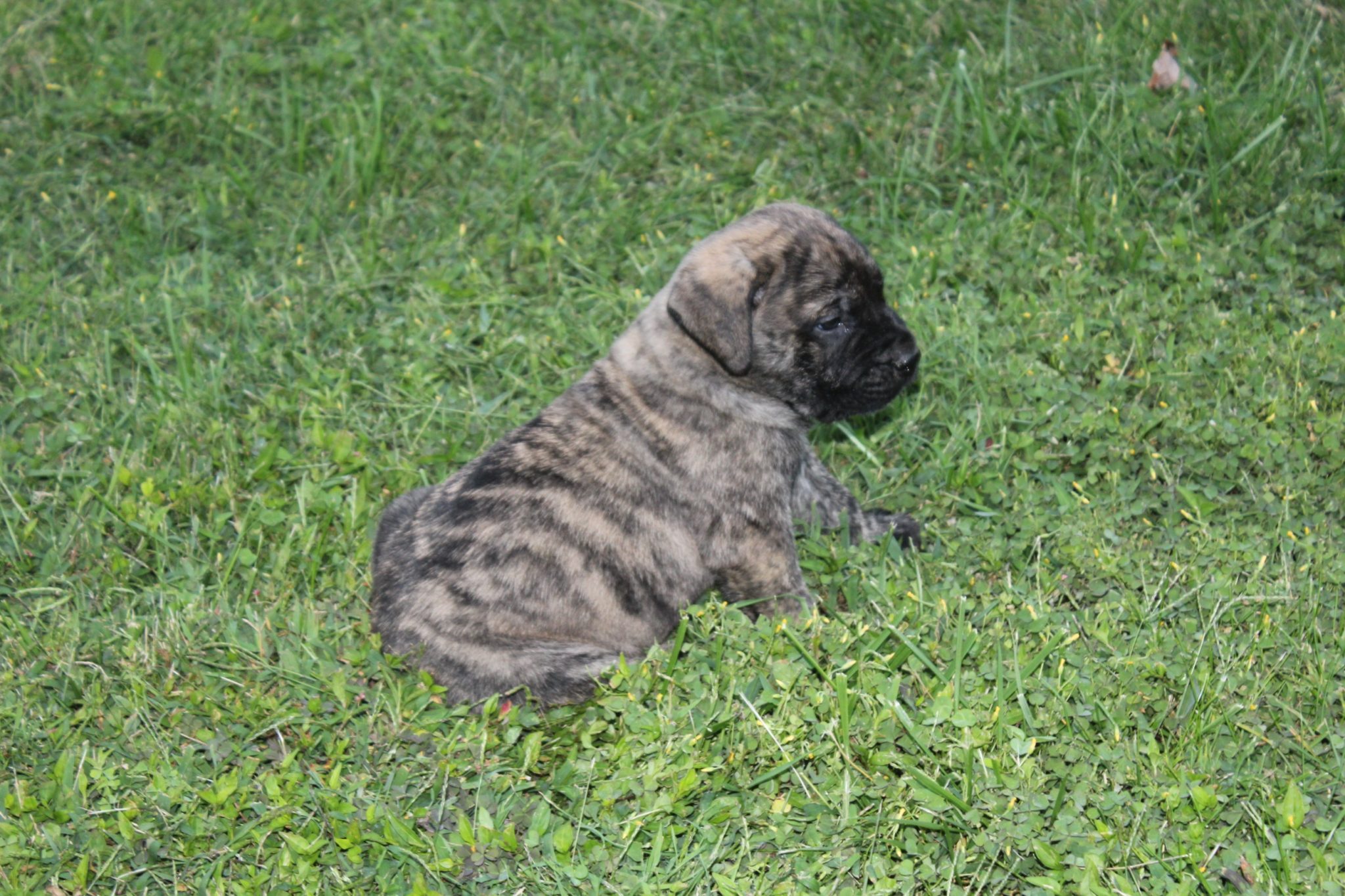Mr. Bobby (natural docked tail) Whispering Wind Bordeaux