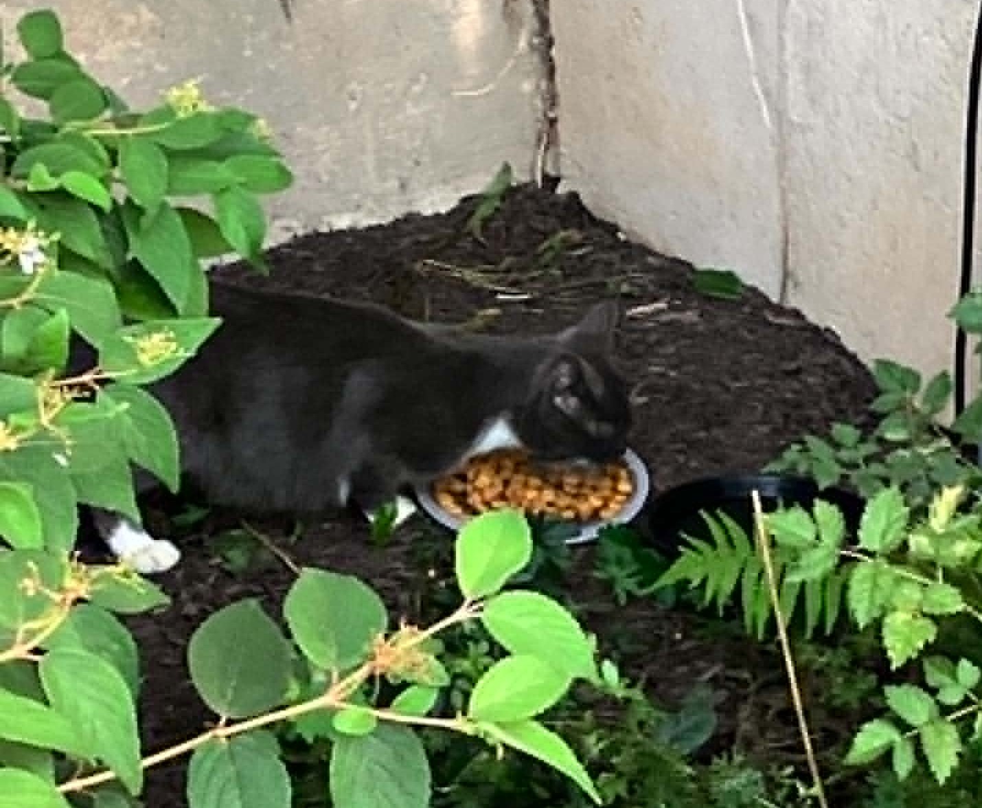 lily eating