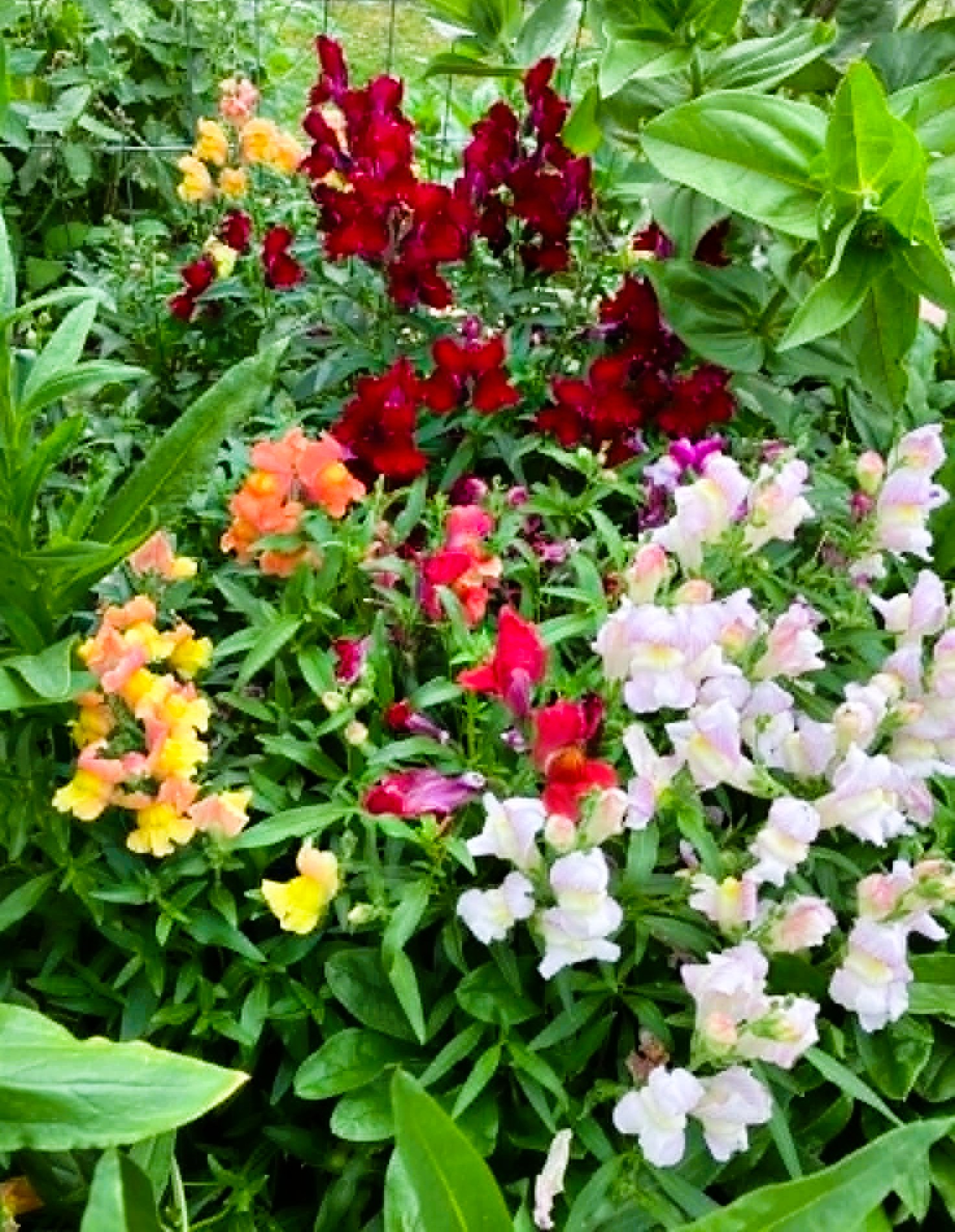 snapdragons