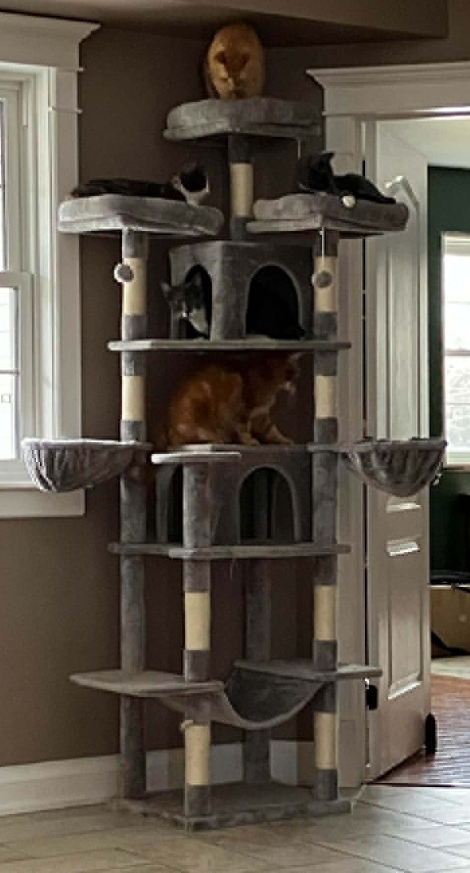 cat tree