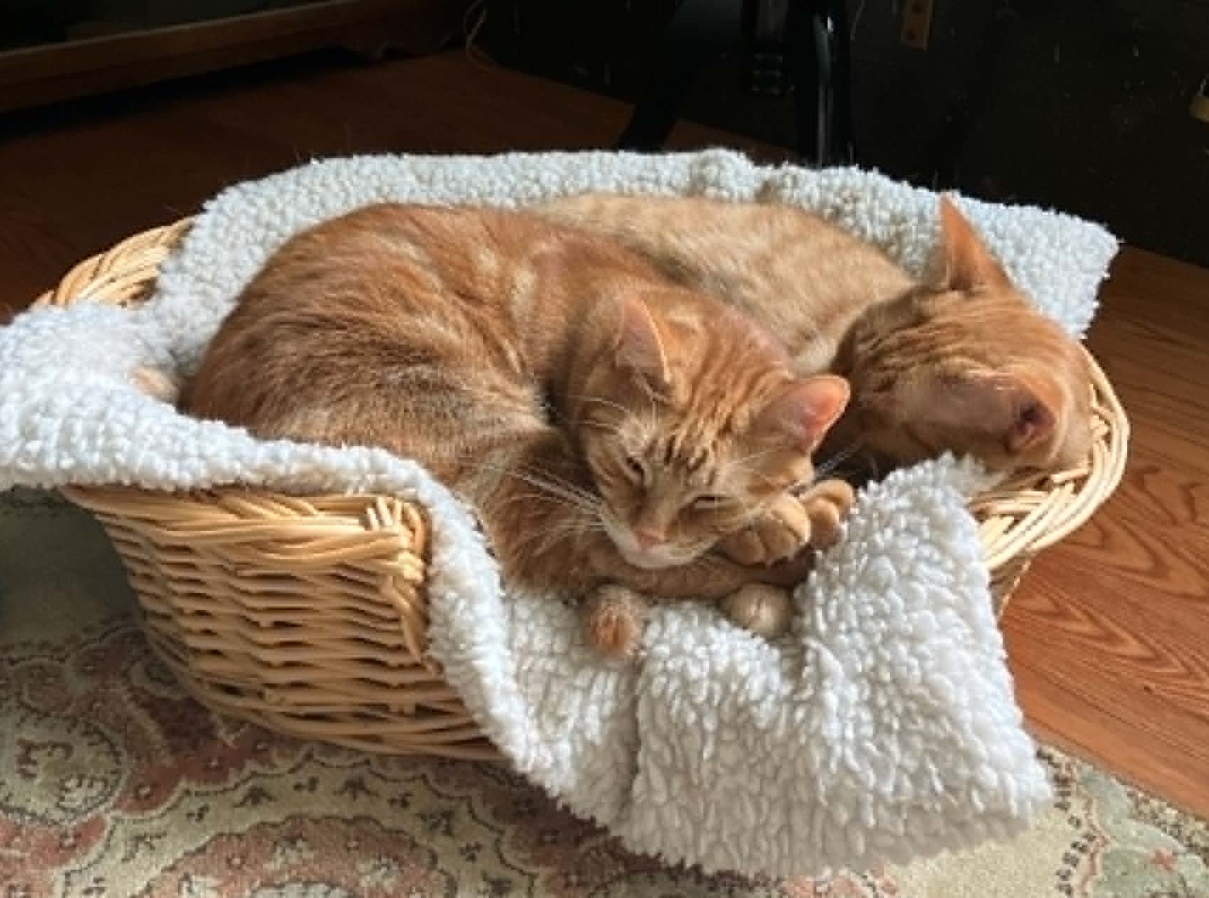 gingers