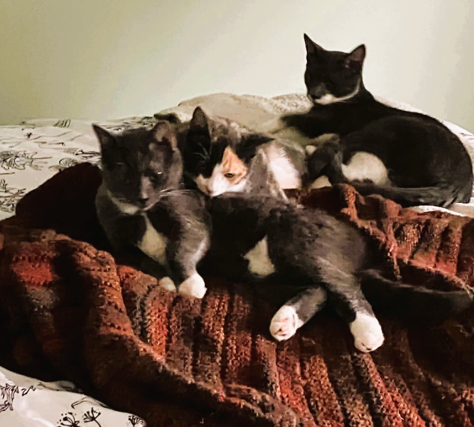 trio 1