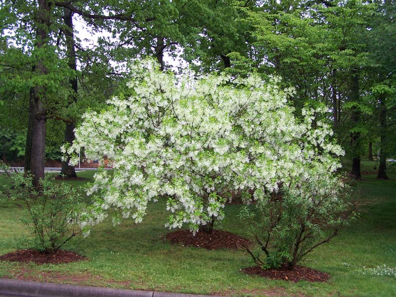 Buy Chionanthus Virginicus Grancy Greybeard Native White Fringe Tree Mr Maple Buy Japanese Maple Trees