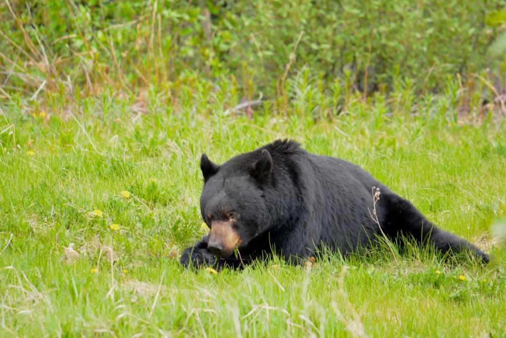 Brown Bear feeding by the roadside