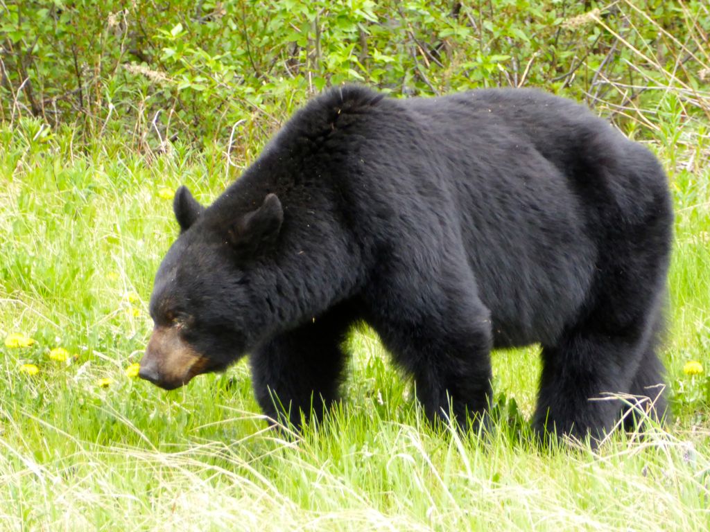 Black bear by the roadside in the Yukon