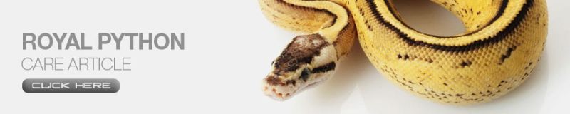 Reptile Care White Python - Nature Patterns - Stunning High Resolution Collection