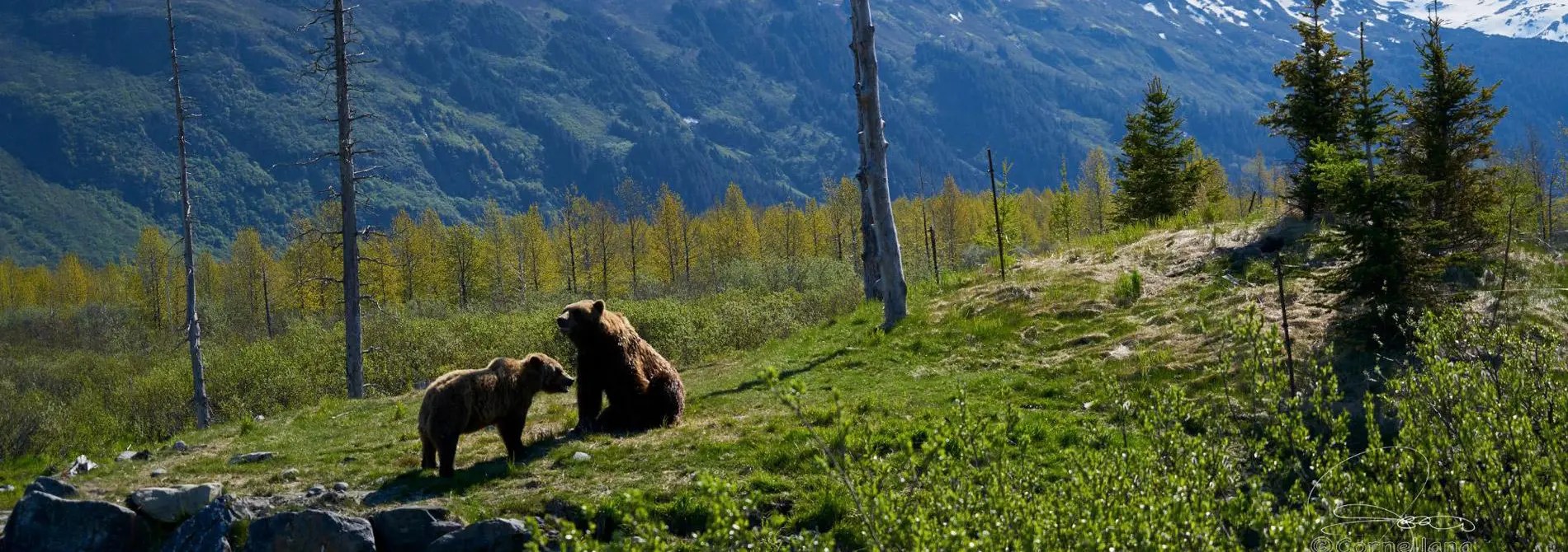 two grizzly bears at the alaska wildlife conservation center