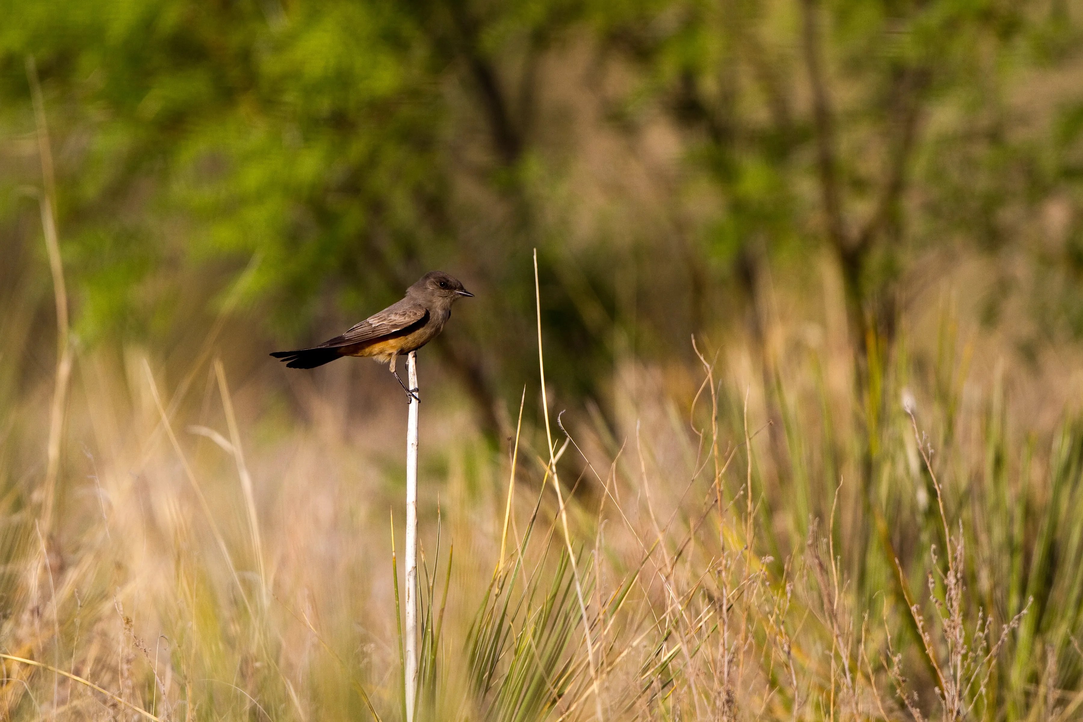The upland blacklands are dark, . Endangered Blackland Prairie At White Rock Lake