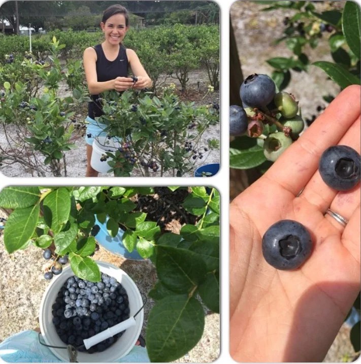 Blueberry Season in Florida Whitney Miller
