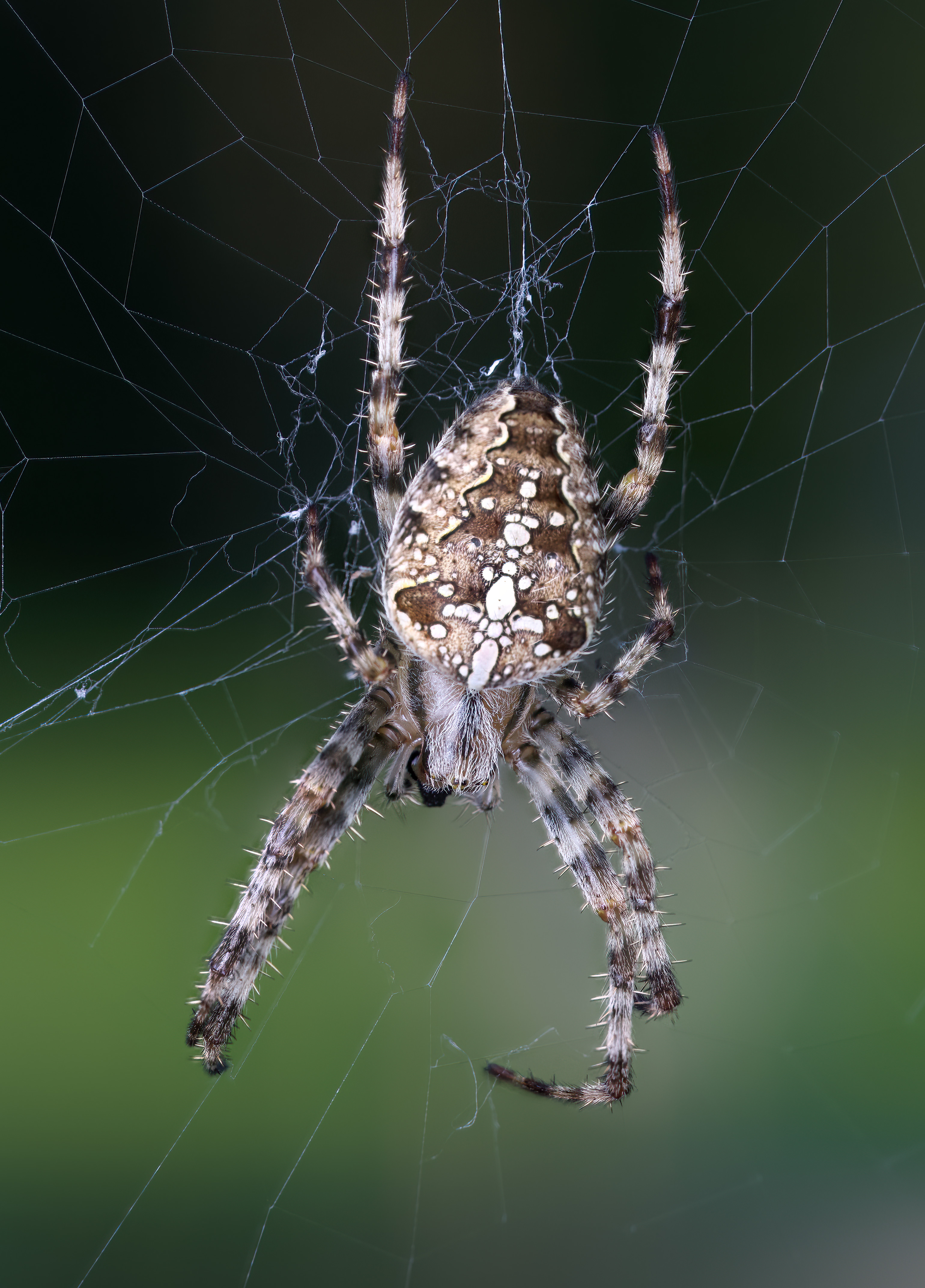 Readers' wildlife photos – Why Evolution Is True