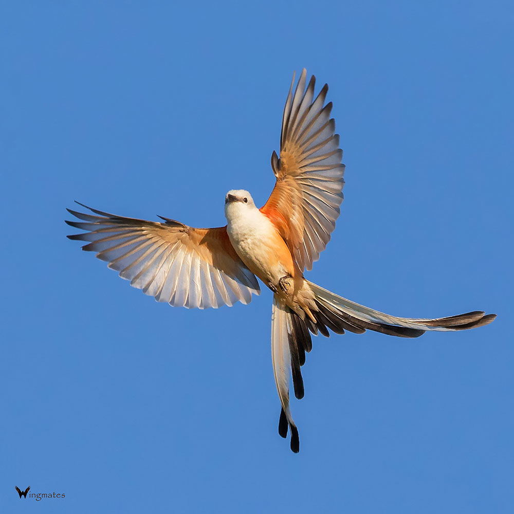 Readers' wildlife photos – Why Evolution Is True
