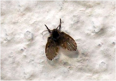 Why Are Drain Flies In My Bathroom? | How to Get Rid of 