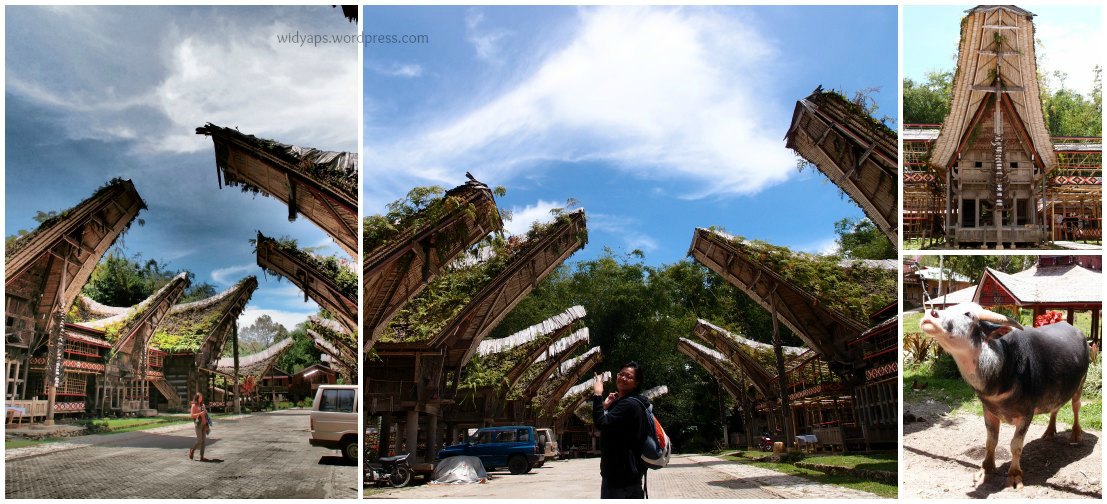 toraja