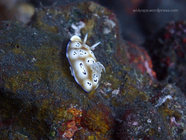 nudibranch