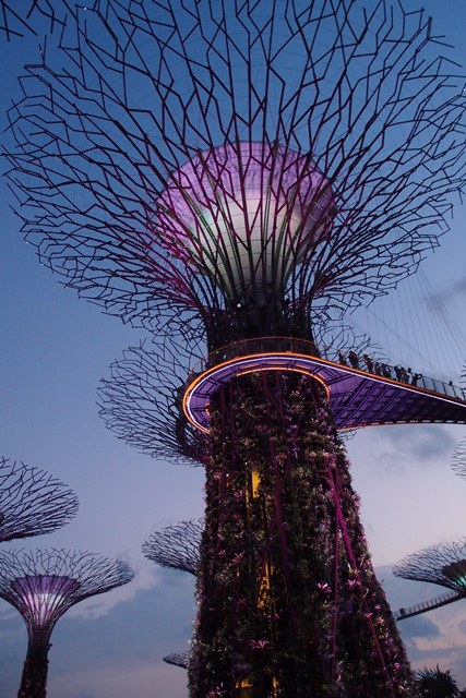 Supertree Grove, itu keliatan sedikit bagian dr OCBC skyway nya.