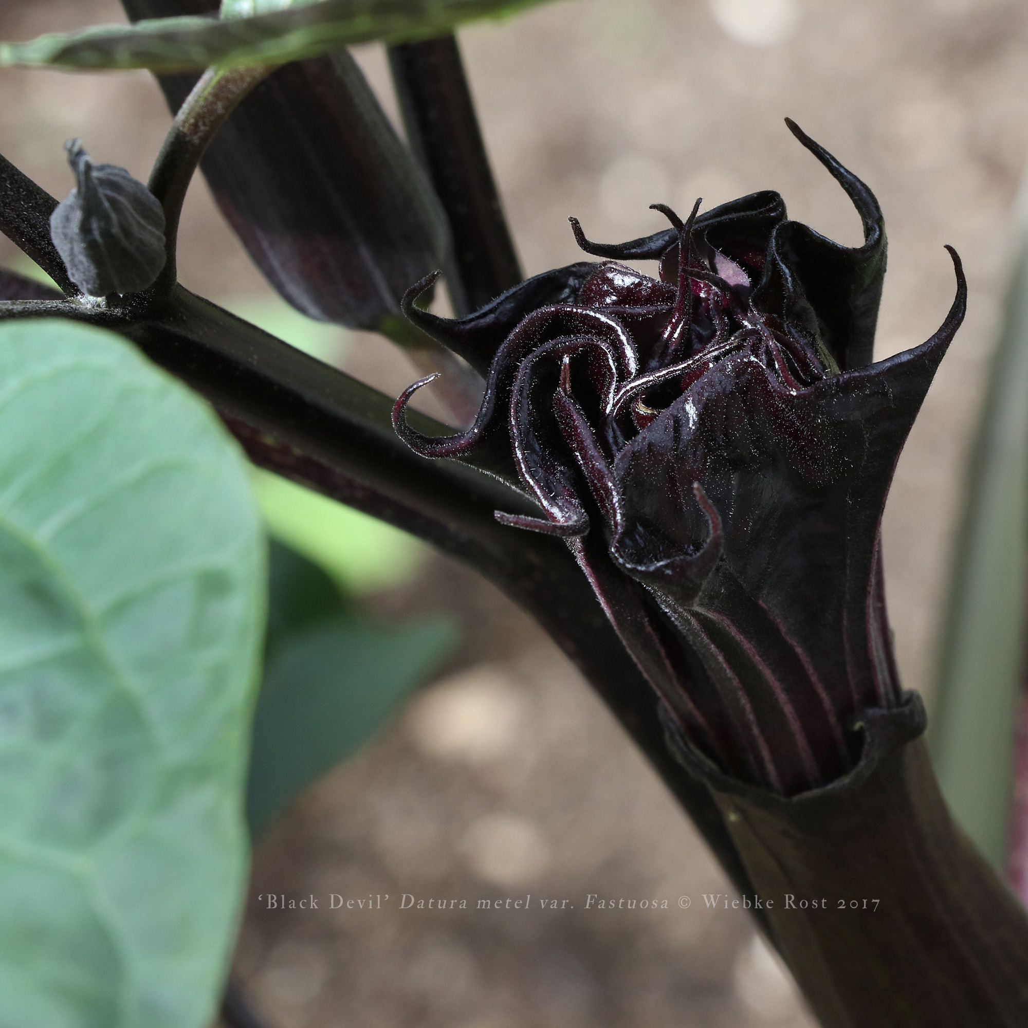 Black Devil, July 2017