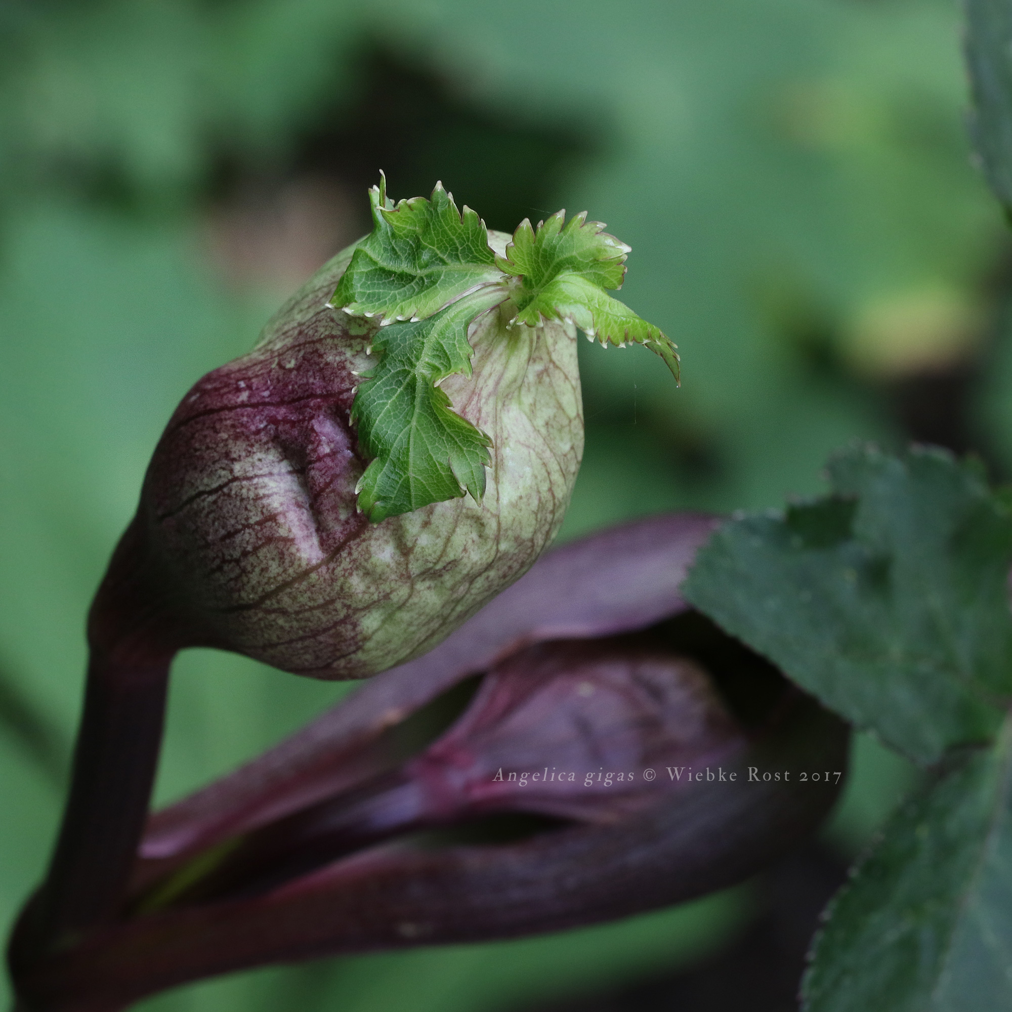 Angelica gigas, July 2017