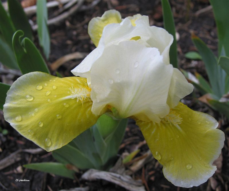 Sdbcrownprincess Sdb Iris Wiki