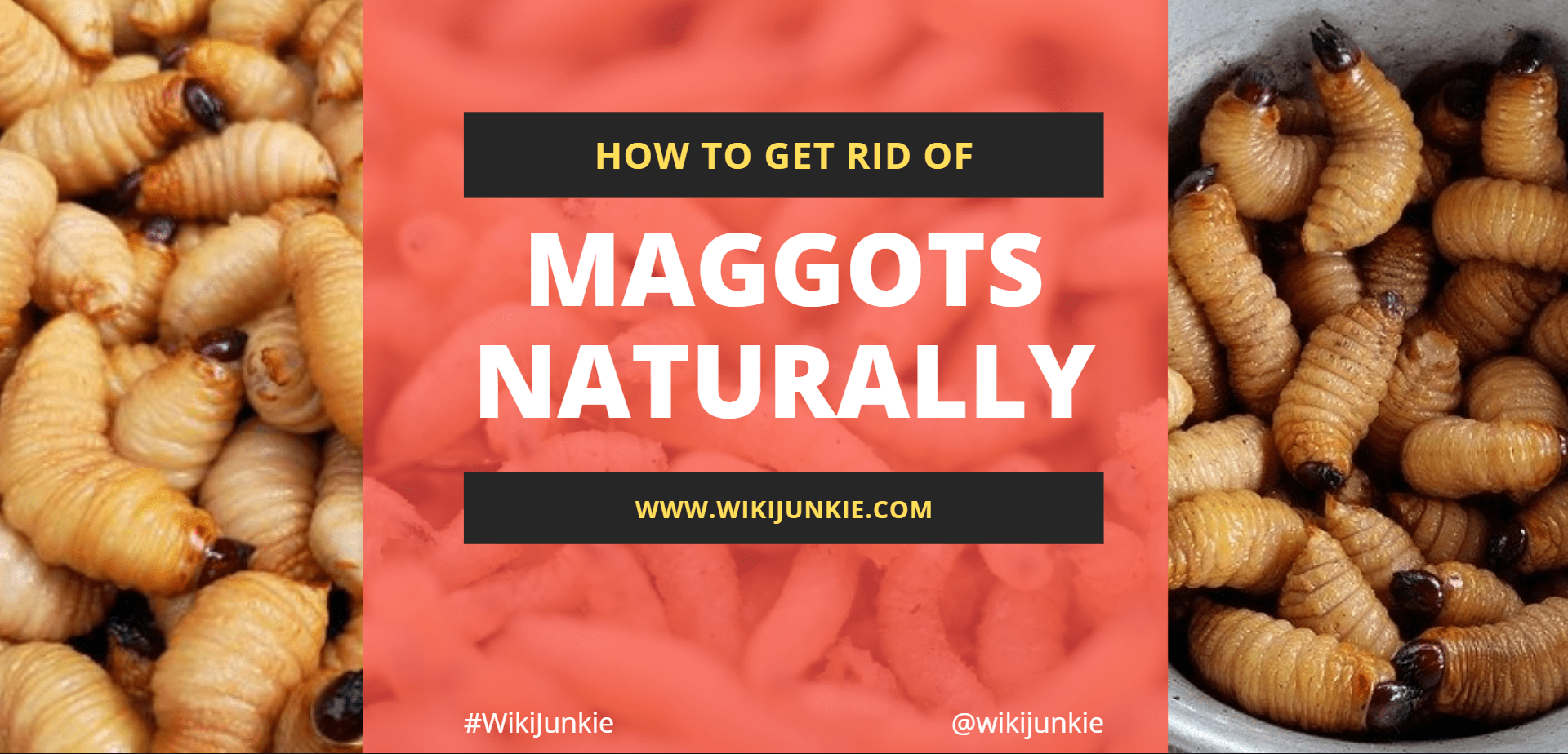 How to Get Rid of Maggots Naturally - wikiJunkie