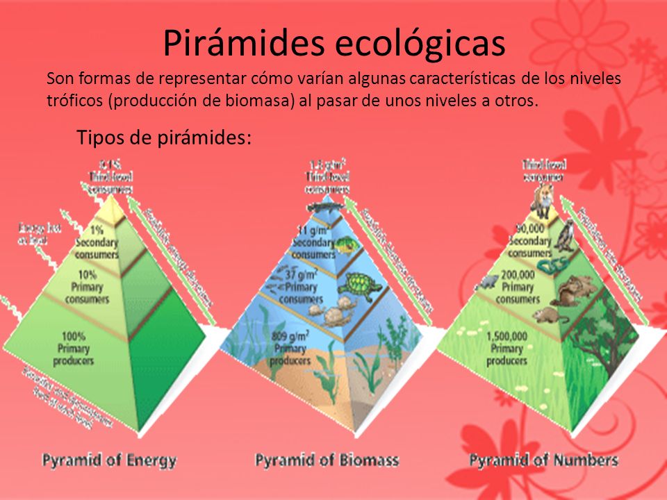 Piramide ecologica - Wikipedia