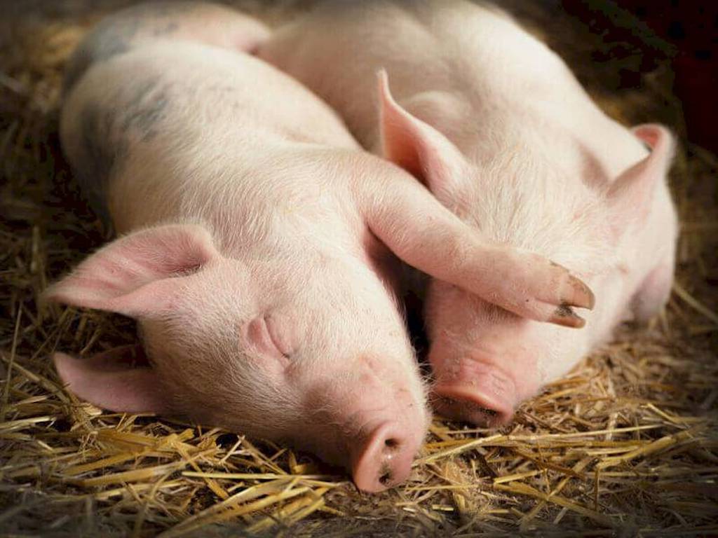 Soñar con cerdos muertos