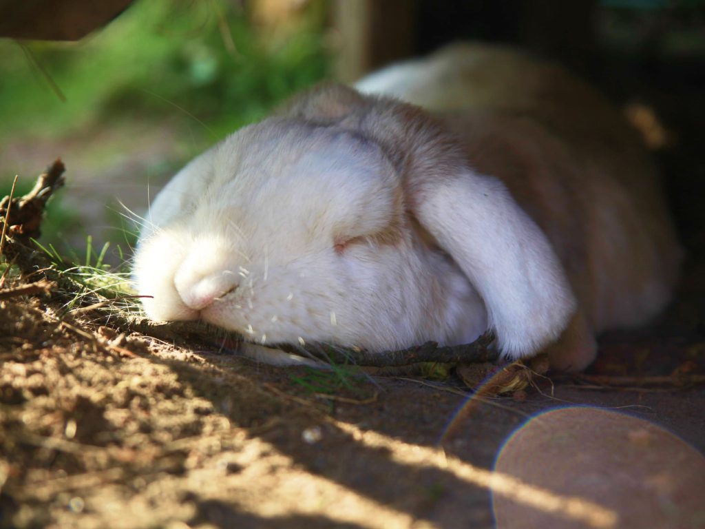 Soñar con conejos dormidos