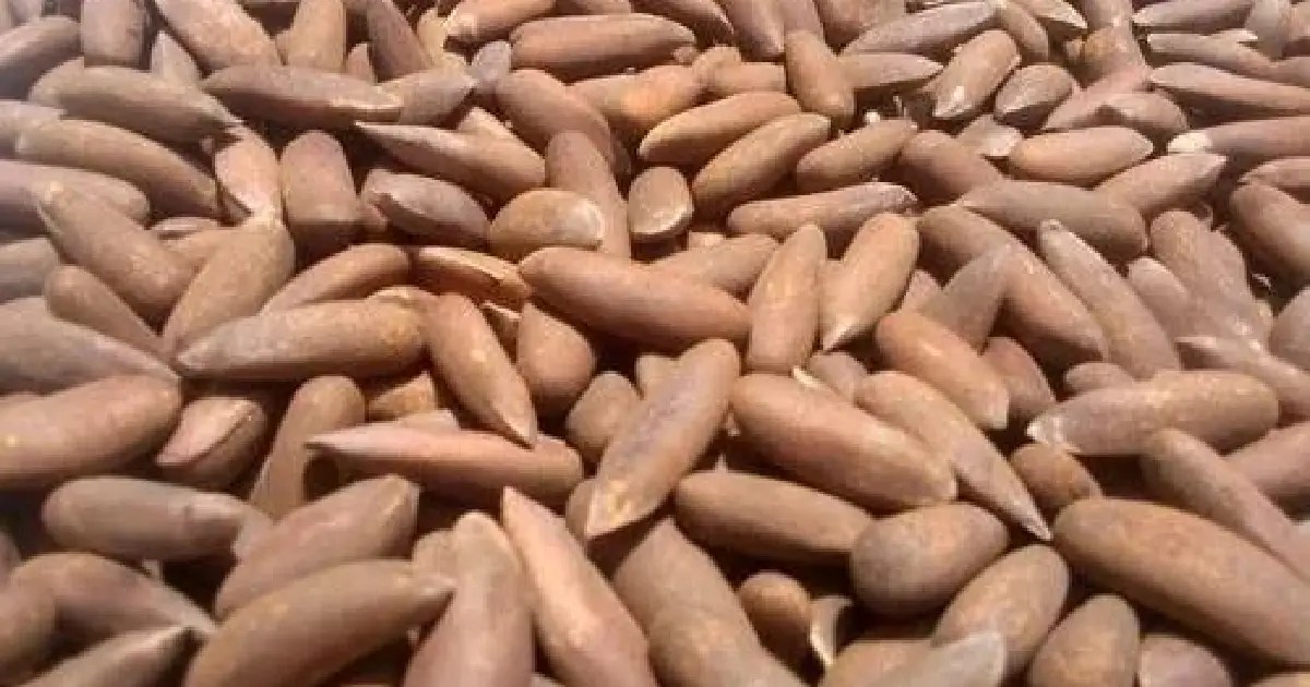 chilgoza