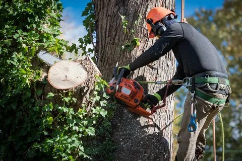 Collaborating with Tree Management Experts for Better Landscaping and Tree Services