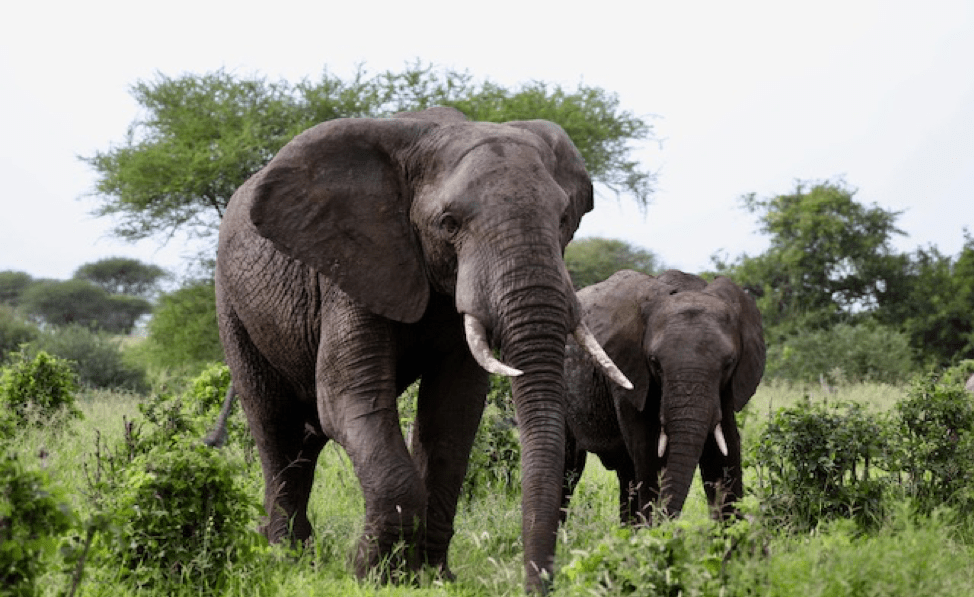 Japan Announces Tighter Controls On Domestic Ivory Market