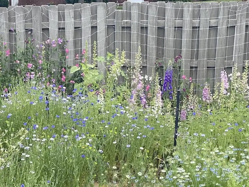 Spring Flowers Growing Abundantly on a Flower Farm in Utah
