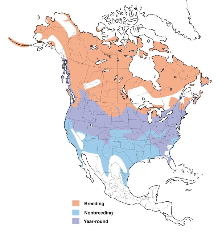 When Do Geese Migrate The Best Times To Watch Their Spectacular Journey Range Map Canada Goose.