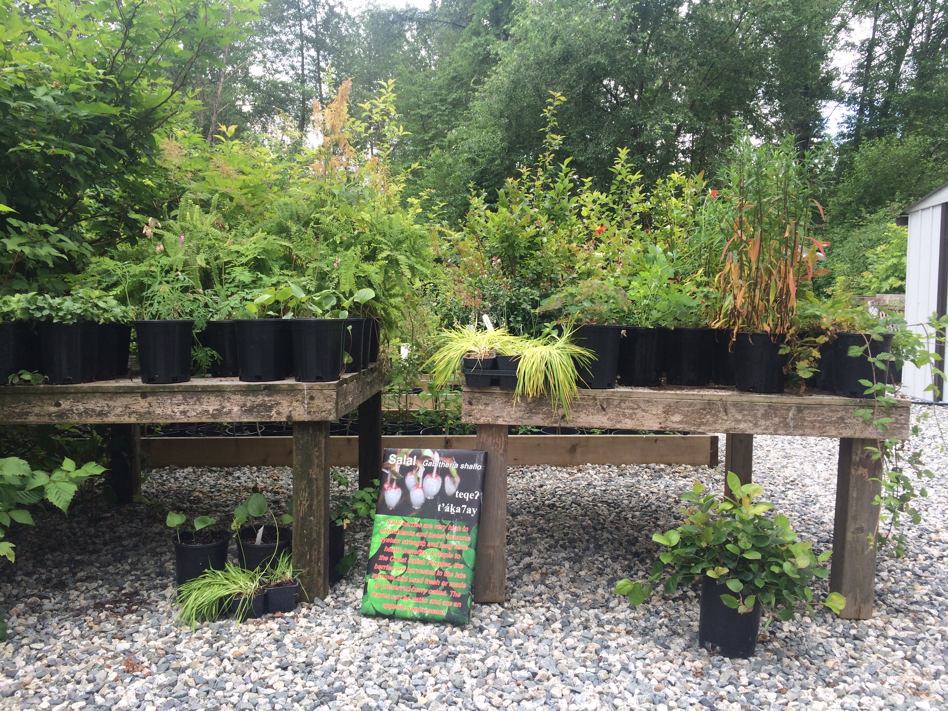 photo of Plant display