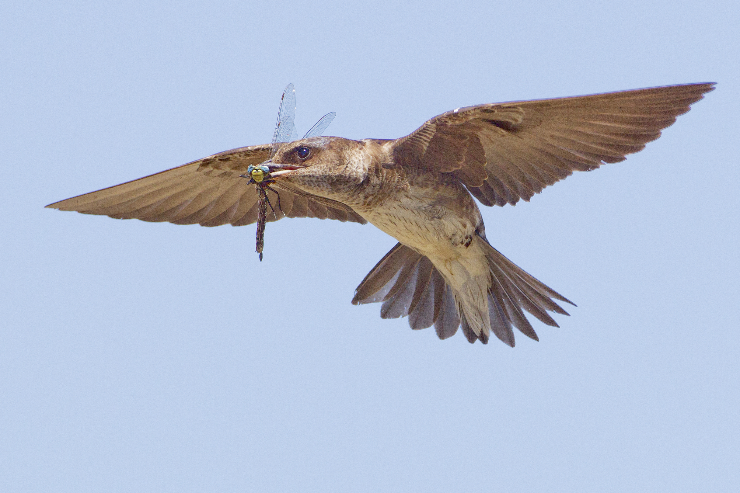 Purple Martin by John Lowman